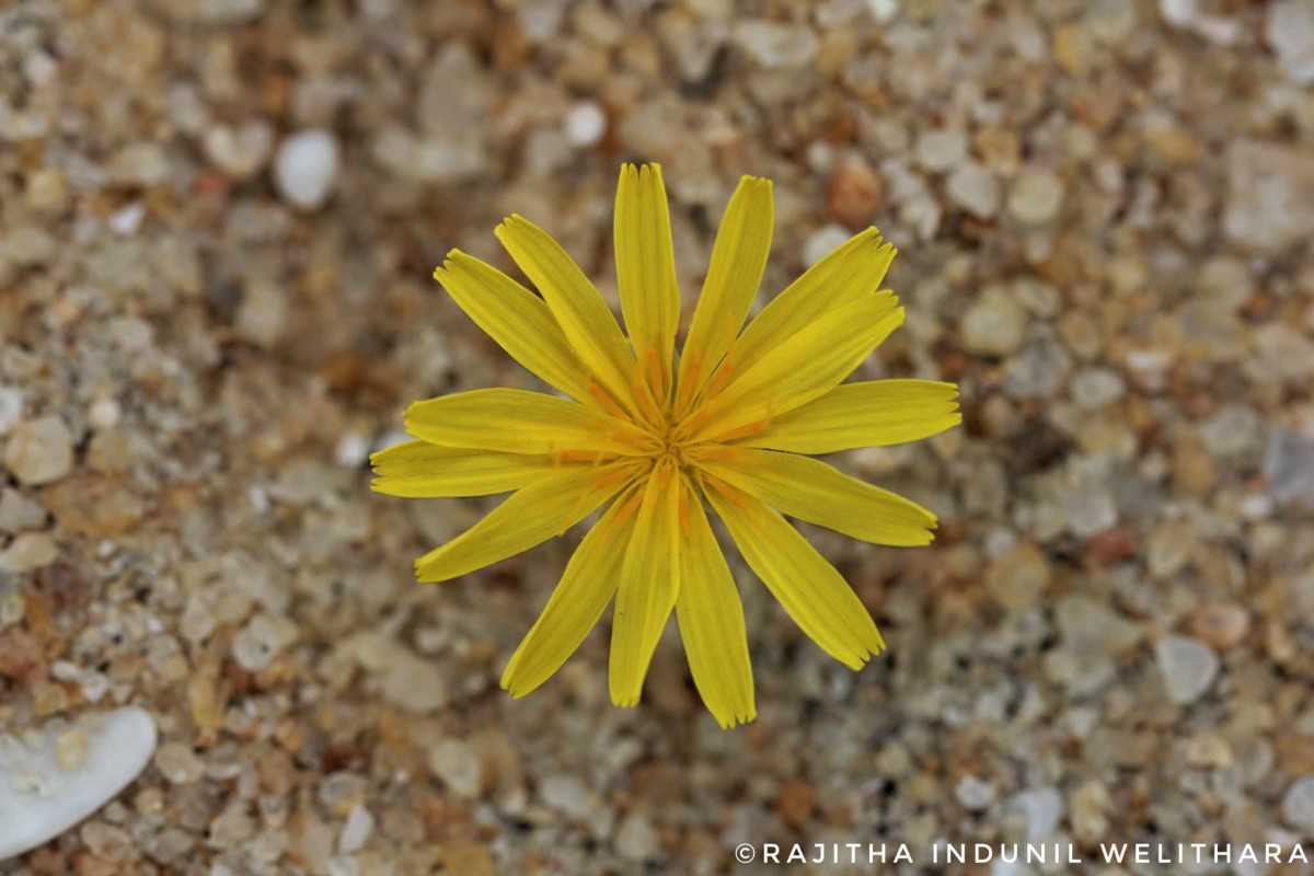 Launaea sarmentosa (Willd.) Kuntze